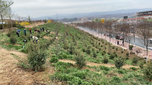 心系母校共植绿  感恩奋进绽光华